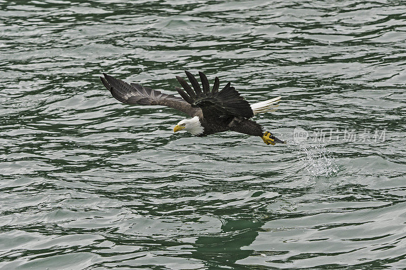 秃鹰(Haliaeetus leucocephalus，是一种食肉鸟，发现在阿拉斯加，以鲱鱼在水里。锡特卡的声音,阿拉斯加。